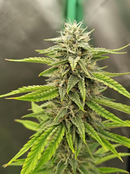 Face Fat (Run #2). Week 9