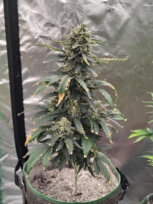 Blueberry Cookies. Week 9