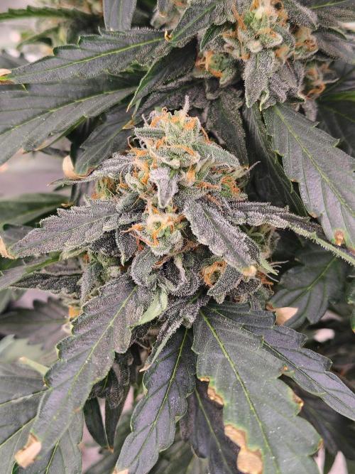 Blueberry Cookies. Week 9