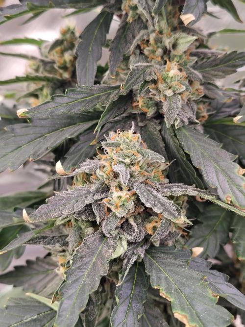 Blueberry Cookies. Week 9