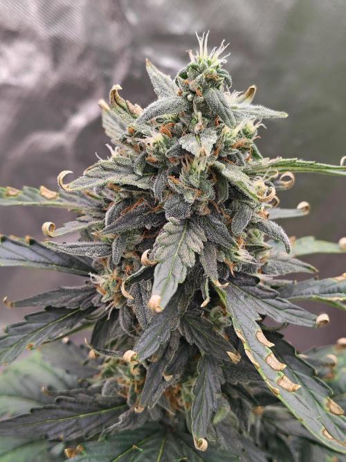 Blueberry Cookies. Week 9