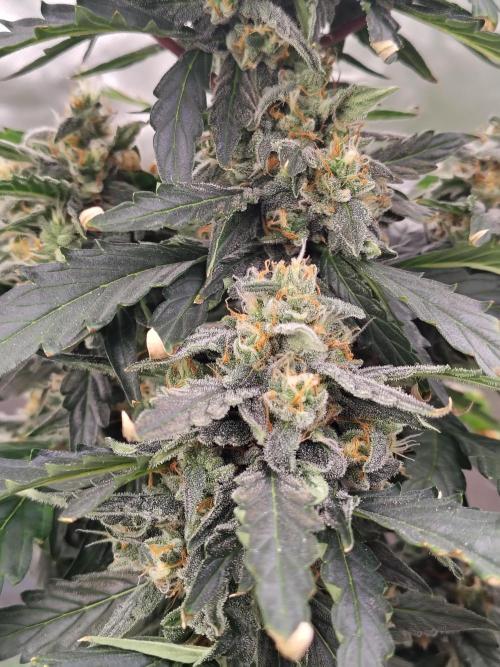 Blueberry Cookies. Week 9