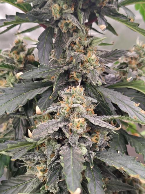 Blueberry Cookies. Week 9