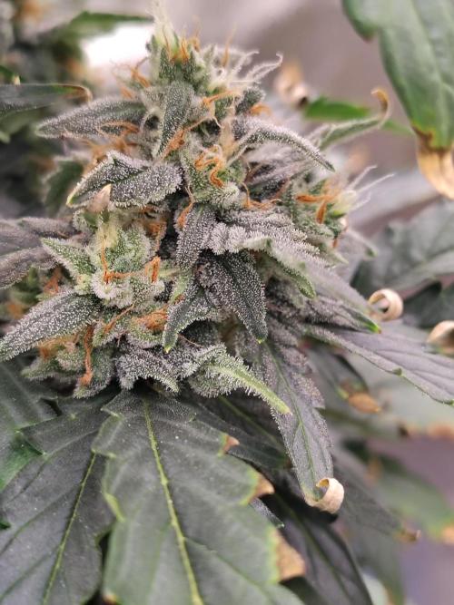 Blueberry Cookies. Week 9