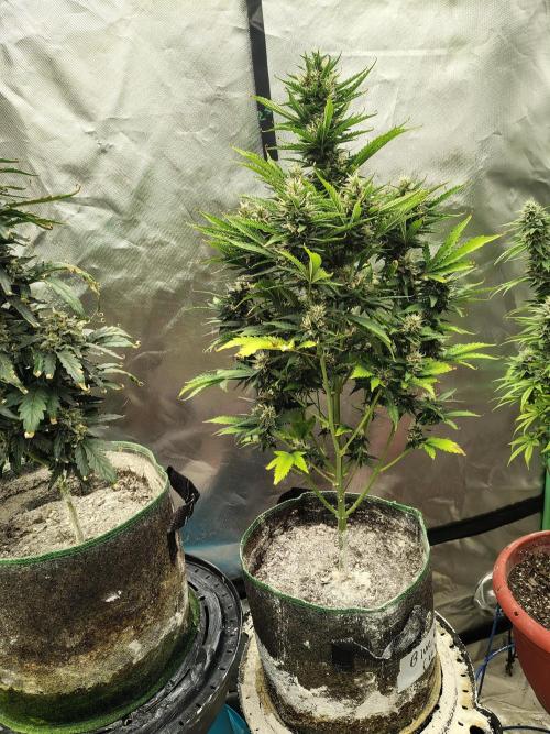 Blueberry Cookies. Week 9