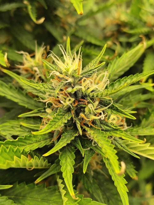 Blueberry Cookies. Week 9