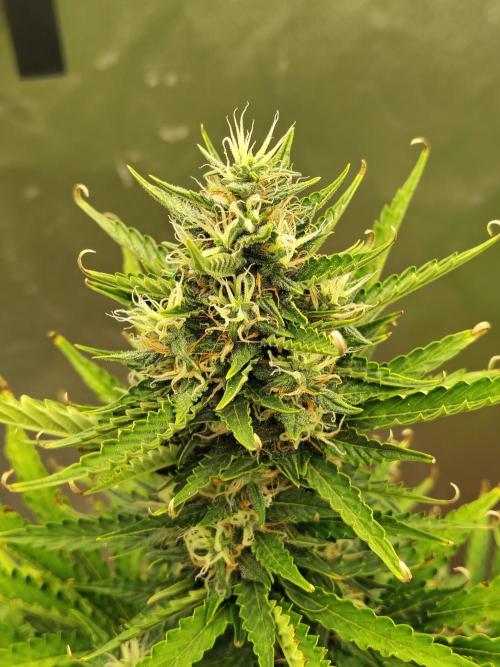 Blueberry Cookies. Week 9