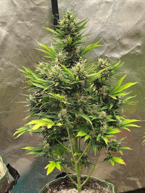 Blueberry Cookies. Week 9