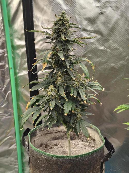 Blueberry Cookies. Week 9