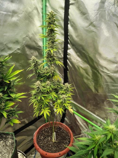 Face Fat (Run #2). Week 10