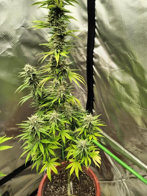 Face Fat (Run #2). Week 10