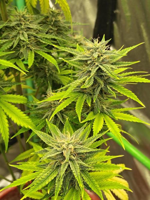 Face Fat (Run #2). Week 10