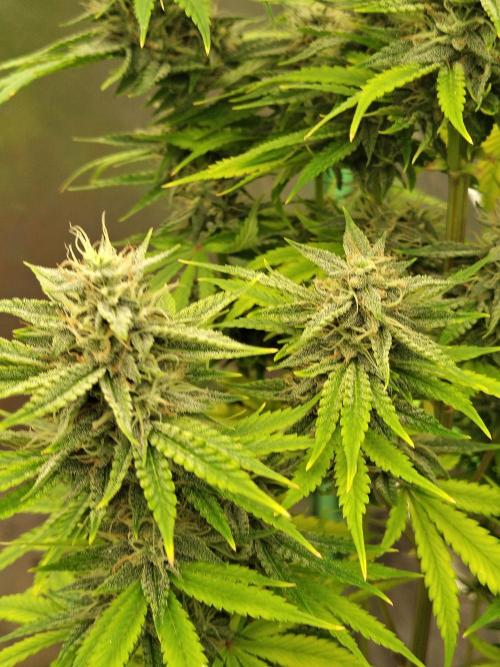 Face Fat (Run #2). Week 10