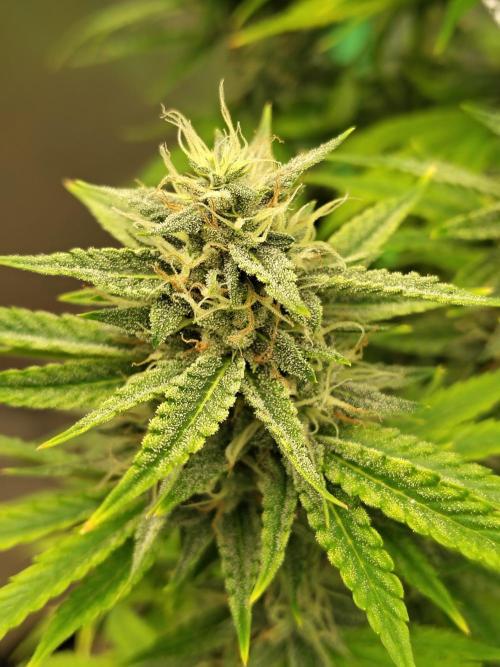 Face Fat (Run #2). Week 10