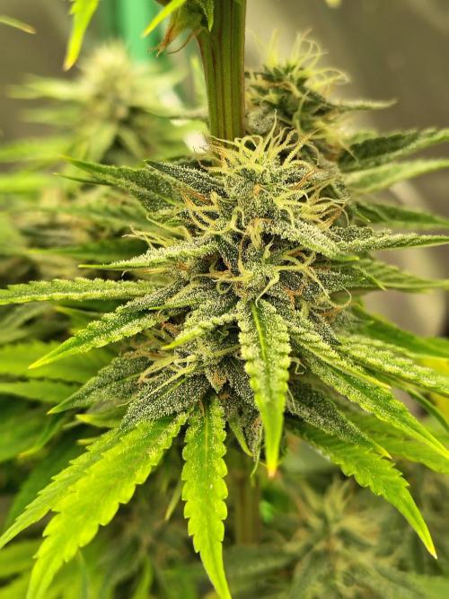 Face Fat (Run #2). Week 10