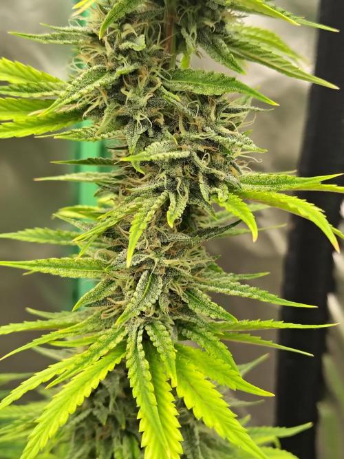 Face Fat (Run #2). Week 10