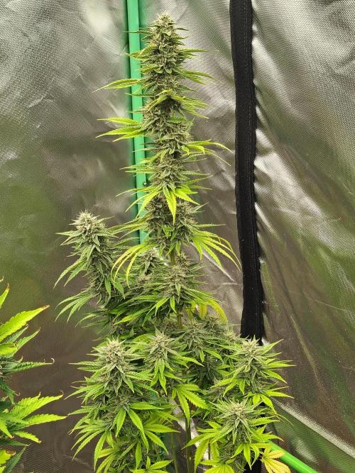 Face Fat (Run #2). Week 10