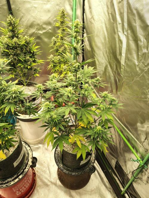 FrostBanger Auto. Week 6