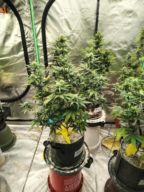 FrostBanger Auto. Week 6