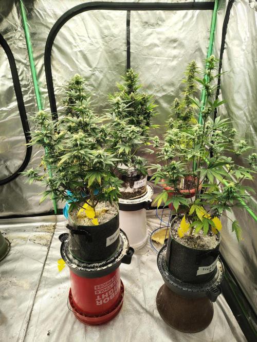 FrostBanger Auto. Week 6