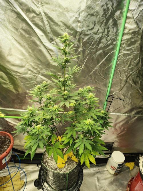 FrostBanger Auto. Week 6