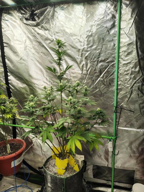 FrostBanger Auto. Week 6