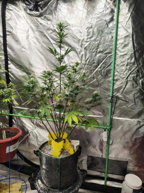 FrostBanger Auto. Week 6