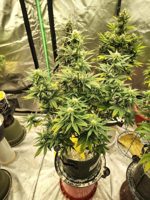 FrostBanger Auto. Week 6