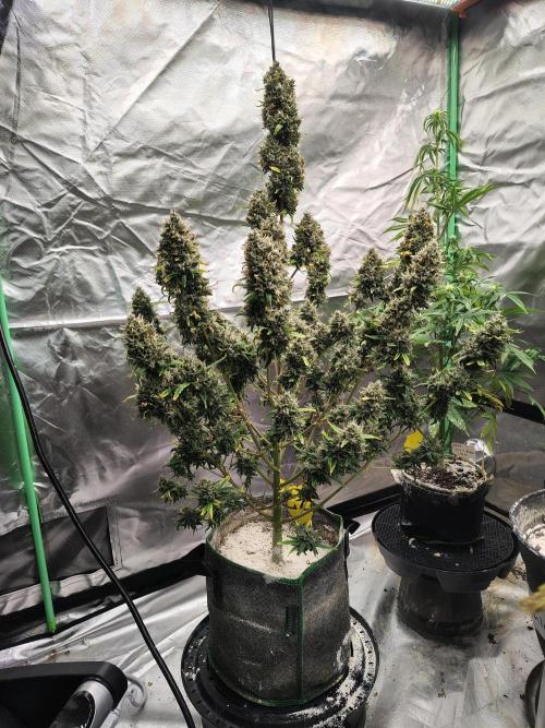 Bourbon Berry. Week 12