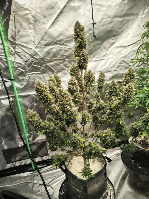 Bourbon Berry. Week 12