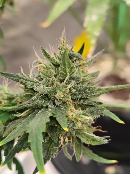 Bourbon Berry. Week 12