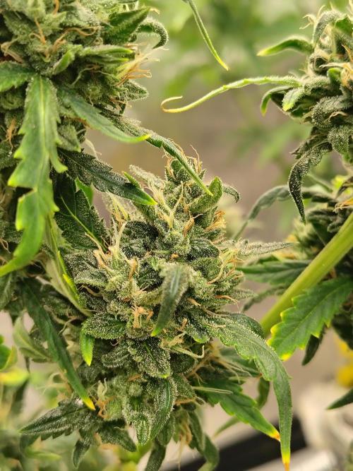 Bourbon Berry. Week 12