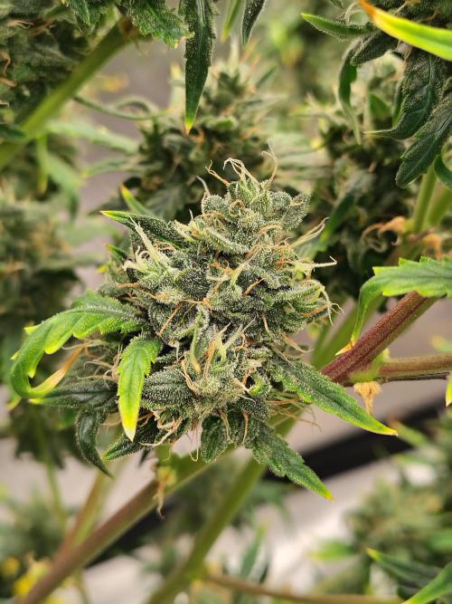 Bourbon Berry. Week 12