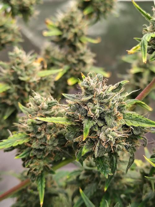 Bourbon Berry. Week 12