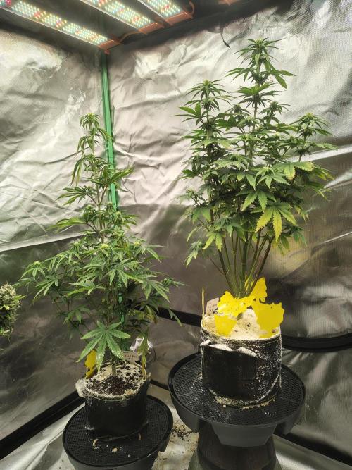 Juicy Blues Auto (Run #2). Week 6