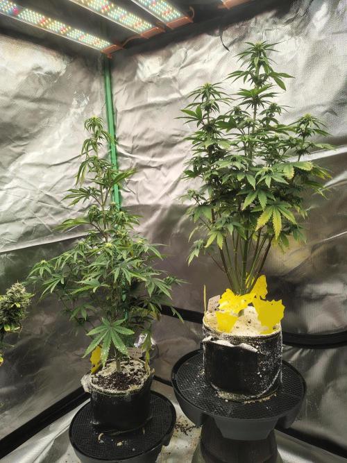 Juicy Blues Auto (Run #2). Week 6