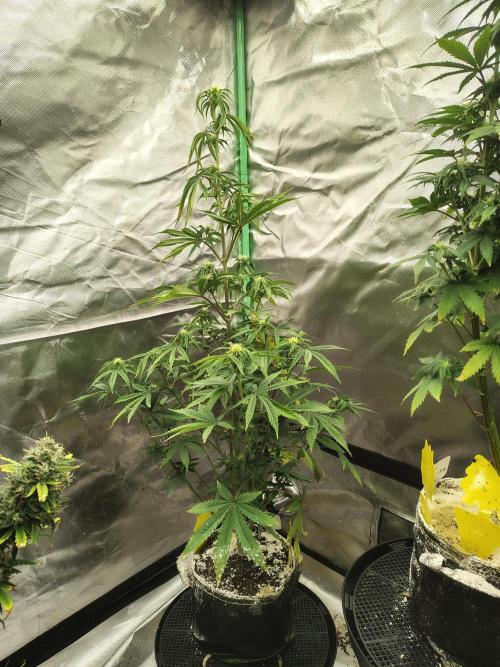 Juicy Blues Auto (Run #2). Week 6