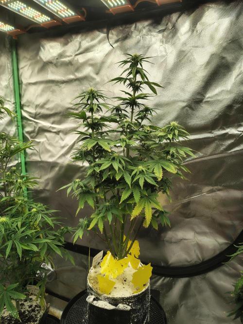 Juicy Blues Auto (Run #2). Week 6