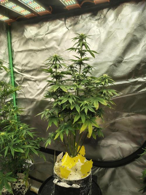 Juicy Blues Auto (Run #2). Week 6