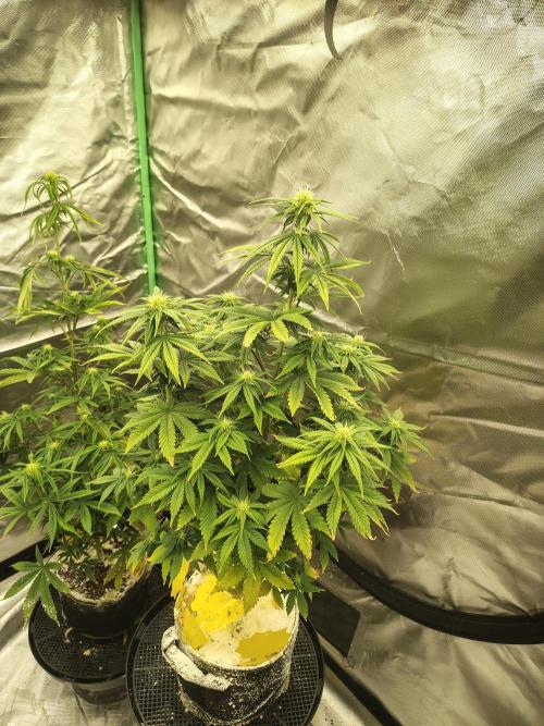 Juicy Blues Auto (Run #2). Week 6