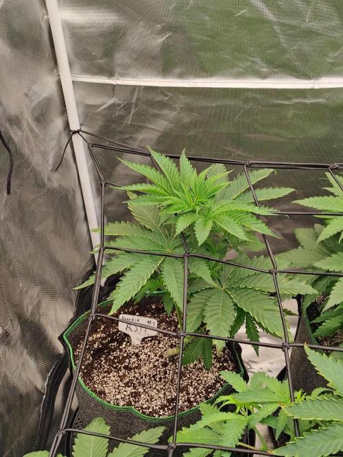 RS11 (Rainbow Sherbet). Week 4