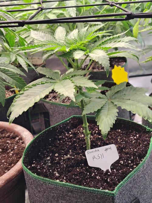 RS11 (Rainbow Sherbet). Week 4