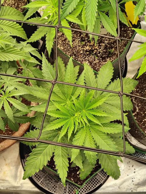 RS11 (Rainbow Sherbet). Week 4