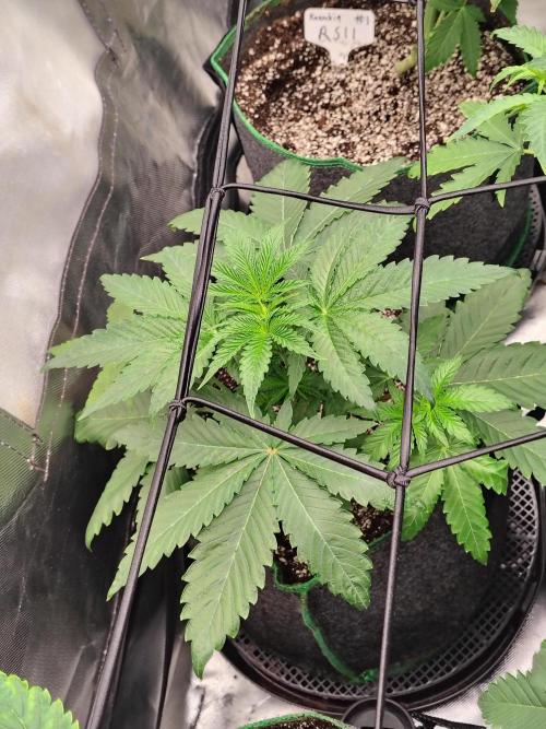 RS11 (Rainbow Sherbet). Week 4