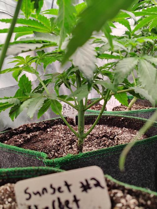 RS11 (Rainbow Sherbet). Week 4