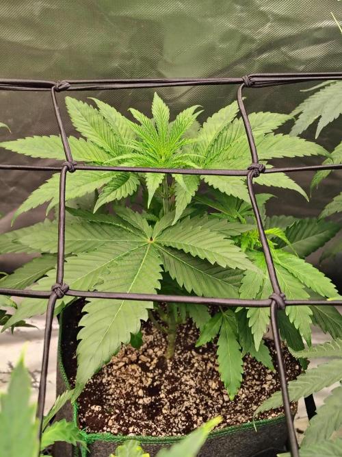 RS11 (Rainbow Sherbet). Week 4