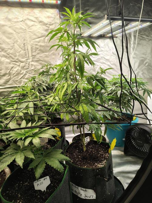 Blueberry Swirl. Week 11