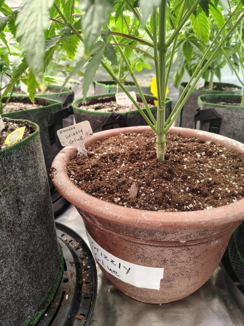 Grizzly Glue. Week 6