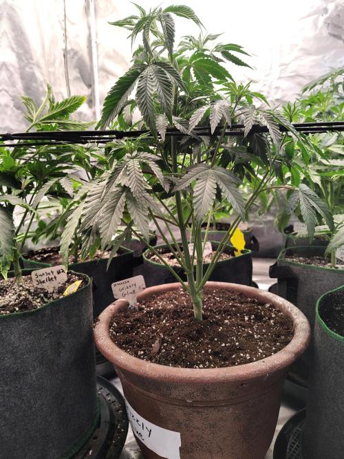 Grizzly Glue. Week 6