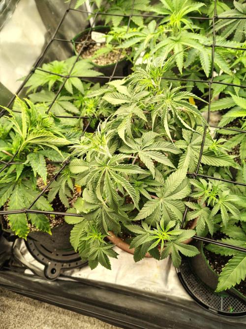 Grizzly Glue. Week 6